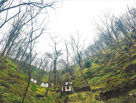 拿什么拯救你，我的山核桃&mdash;&mdash;臨安山核桃產(chǎn)業(yè)調(diào)查（下）