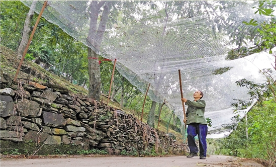 這顆&ldquo;搖錢樹&rdquo;怎么了？