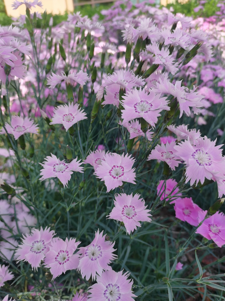 1652434518590174.jpg IMG_20220505_093358(1)_副本.jpg