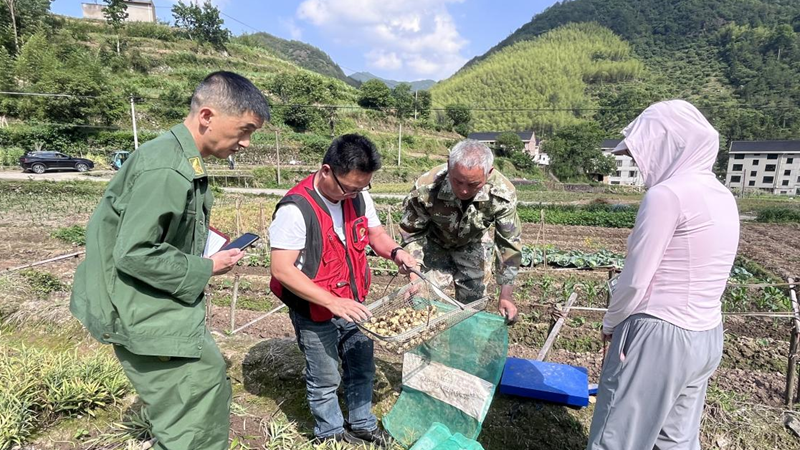 浙貝母GAP示范基地喜迎豐收